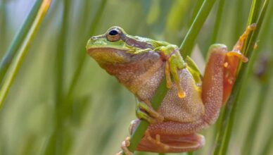 frog butt