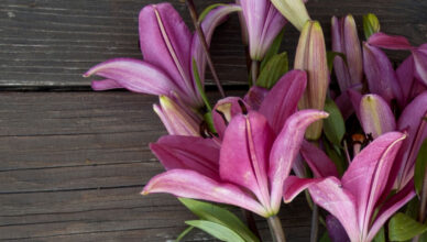 Know About The Most Significant Events In The History Of Lily Flower