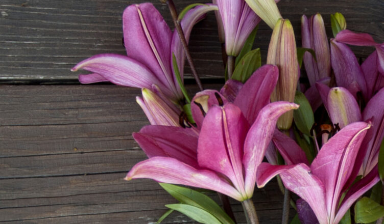 Know About The Most Significant Events In The History Of Lily Flower