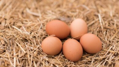 Can male eggs be used for breeding?