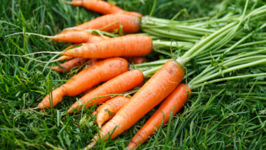 These seven reasons make carrots a great food for individuals