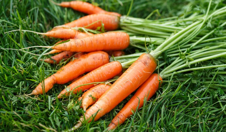 These seven reasons make carrots a great food for individuals
